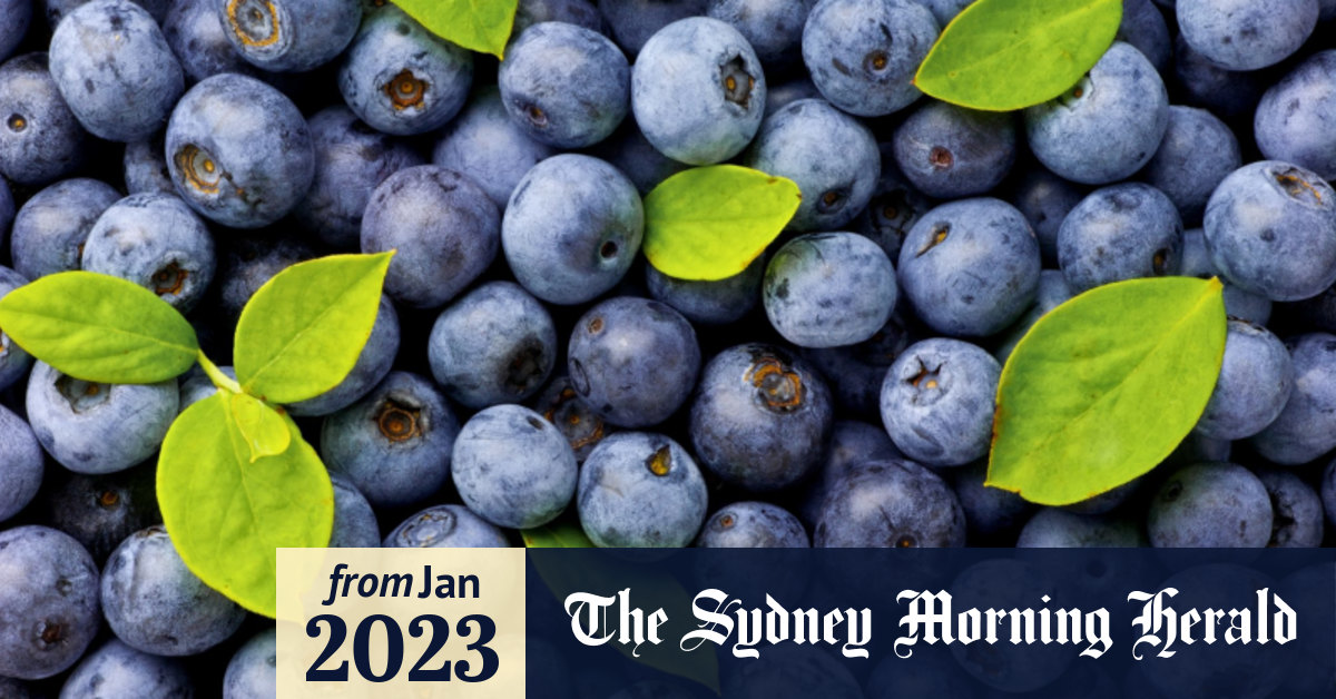 Why are blueberries so cheap at the moment